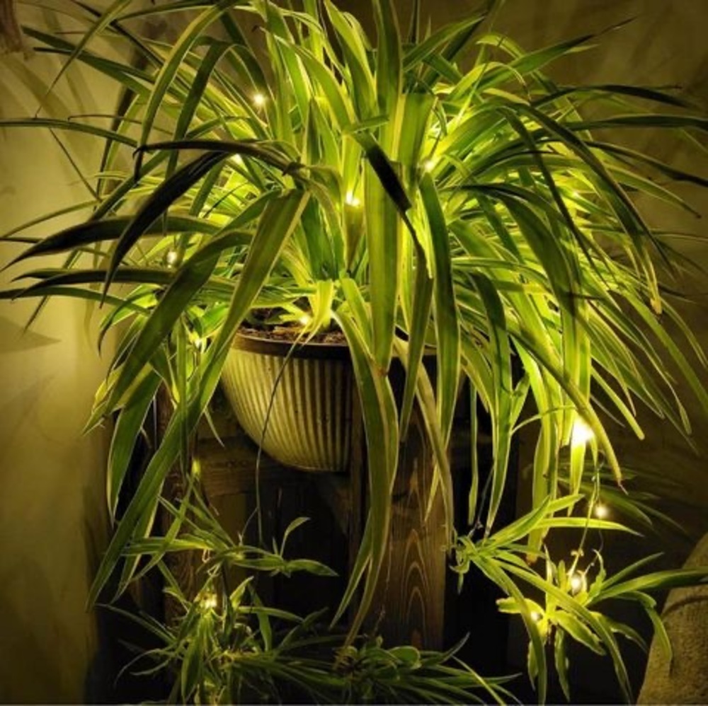 Meet your Posher, Laurie